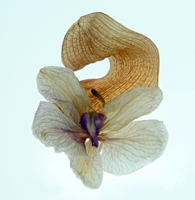 Orchid Skeleton